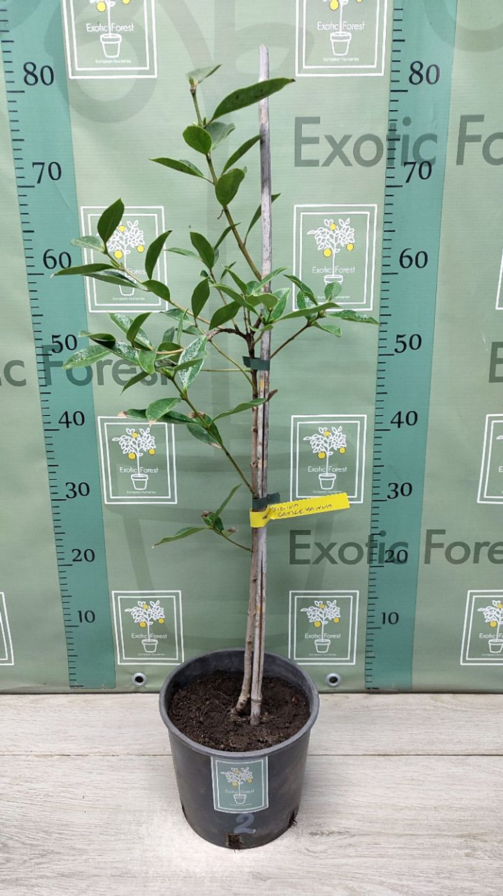 Psidium Cattleyanum
