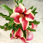 Адениум CHOK DEE – GOOD LUCK