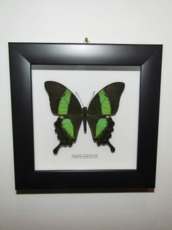 Бабочка Papilio palinurus в рамке