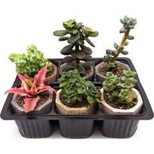 Набор суккулентов D5 №73757