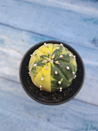 Astrophytum Asterias variagate (Астрофитум)