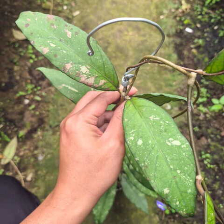 Хойя SP ACEH NEW SPLASH PINK