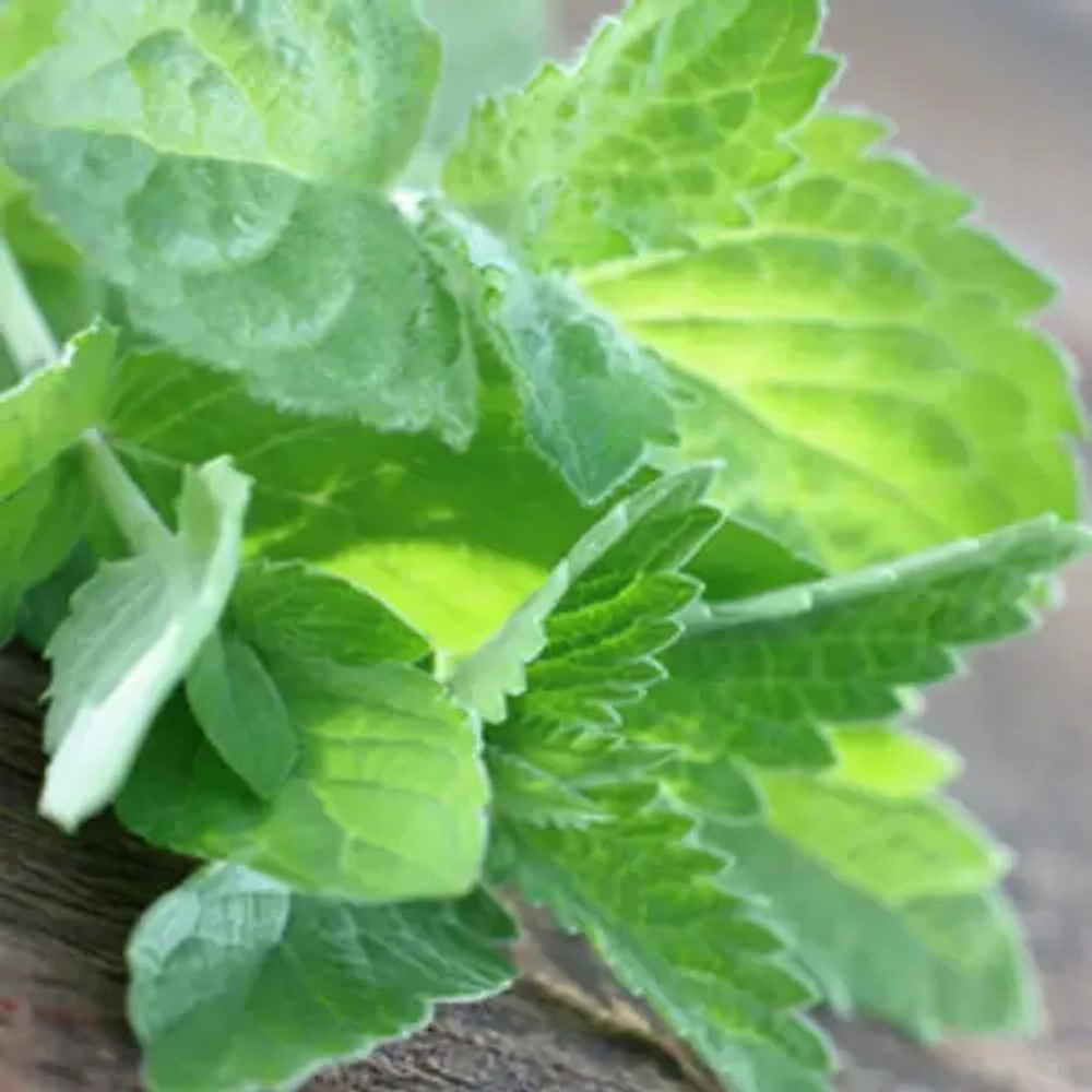 Отдушка TFC - Эвкалипт и мята (Eucalyptus & Spearmint)