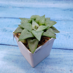 Haworthia Comptoniana Hybride hybrid (Хавортия)