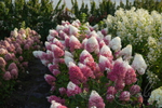 Гортензия метельчатая Strawberry Blossom
