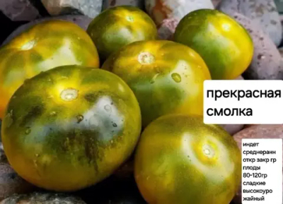 ПРЕКРАСНАЯ СМОЛКА ОКРУГЛАЯ