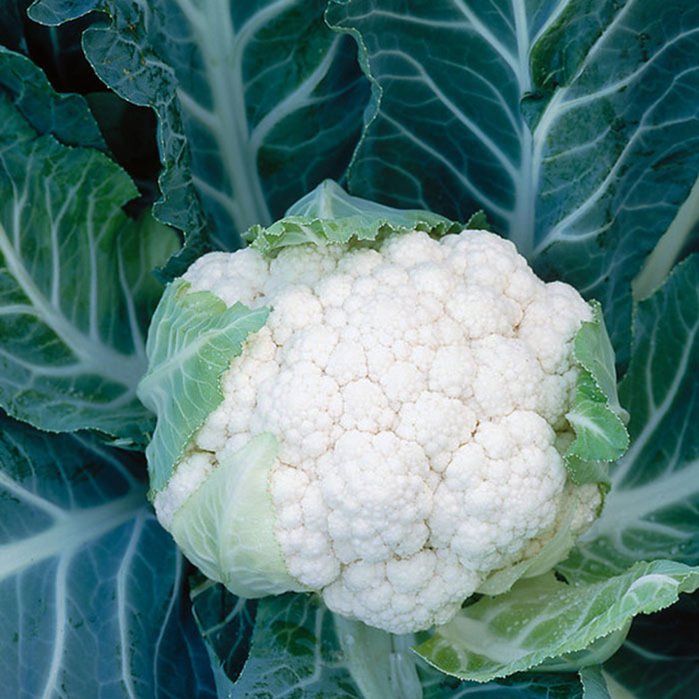 Корлану F1 семена капусты цветной (Syngenta / Сингента)