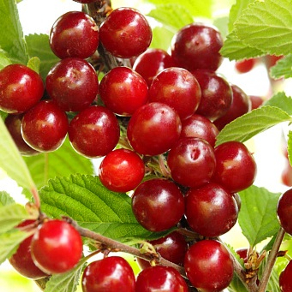 Вишня Войлочная Царевна