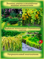 Вербейник монетчатый Златовласка
