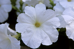 Петуния ампельная Трилоджи Вайт F1 (50др) Витагрин Профи