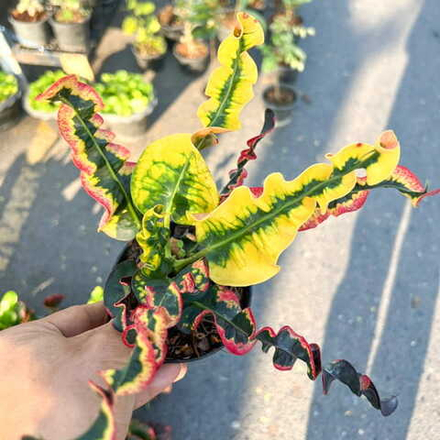 Кротон THONG PRAKAI