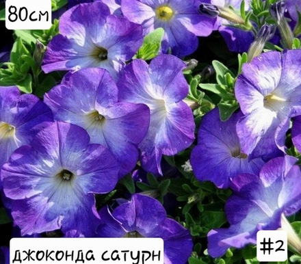 ПЕТУНИЯ №2 ДЖОКОНДА САТУРН