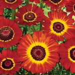 Хризантема Танец огня 0,5г