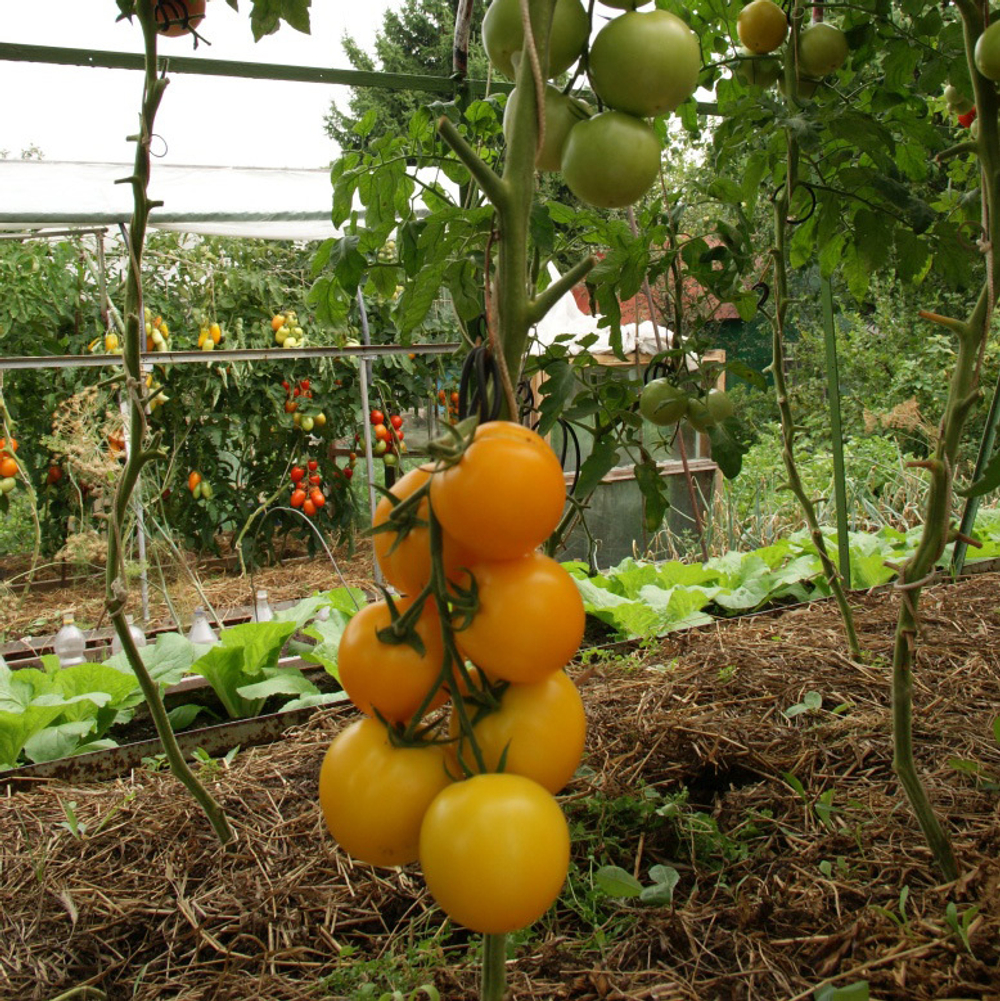 Томат Гуальдино F1 (25шт) Витагрин Профи