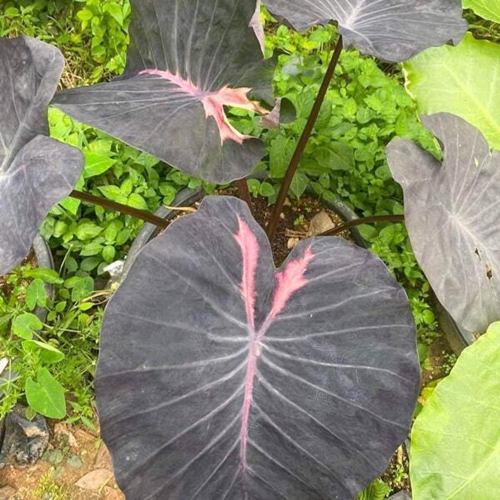 Колоказия FIRST LOVE