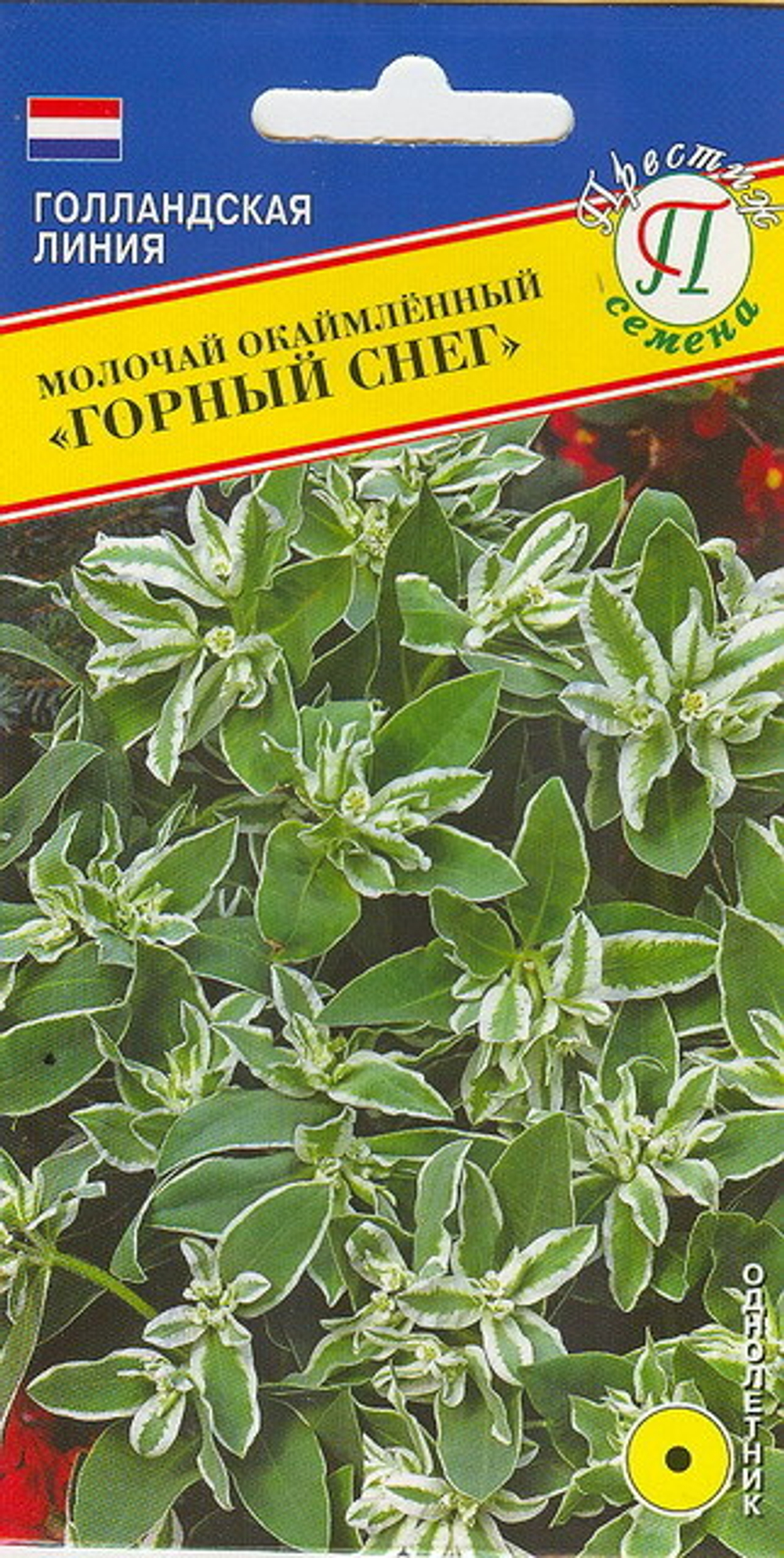 Молочай Горный снег окаймл. Престиж