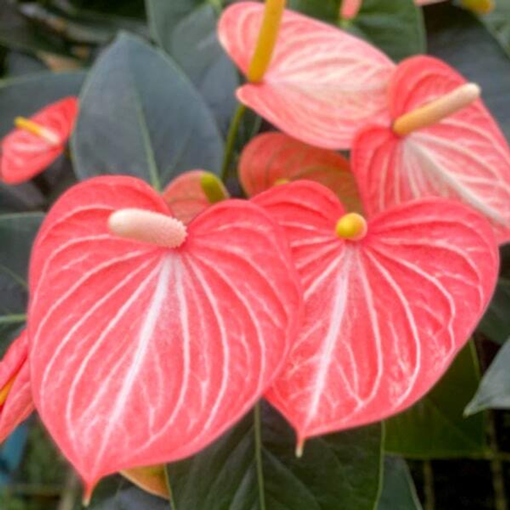 Антуриум Андре LIVIUM ORANGE (H73)