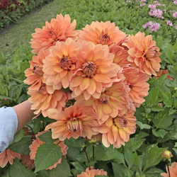 Георгин Nicholas (корень) Закупка М55 апрель 2026