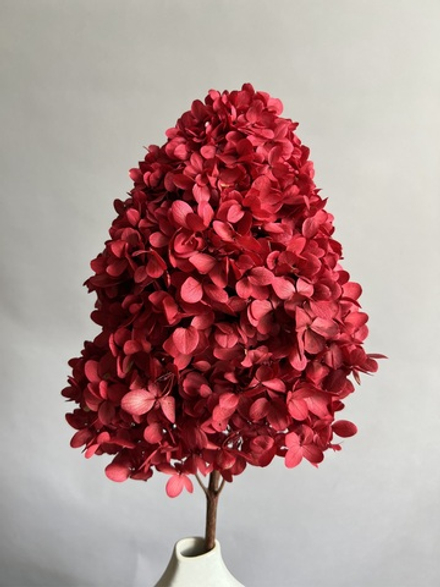 Гортензия стабилизированная бордовая крупнолистная