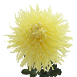 GAEM Цветок искусственный "Астра", L20 W20 H85 см