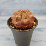 Gymnocalycium Daydream (Гимнокалициум)