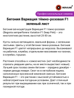 Бегония Вариация тёмно-розовая F1 зеленый лист семена 30шт