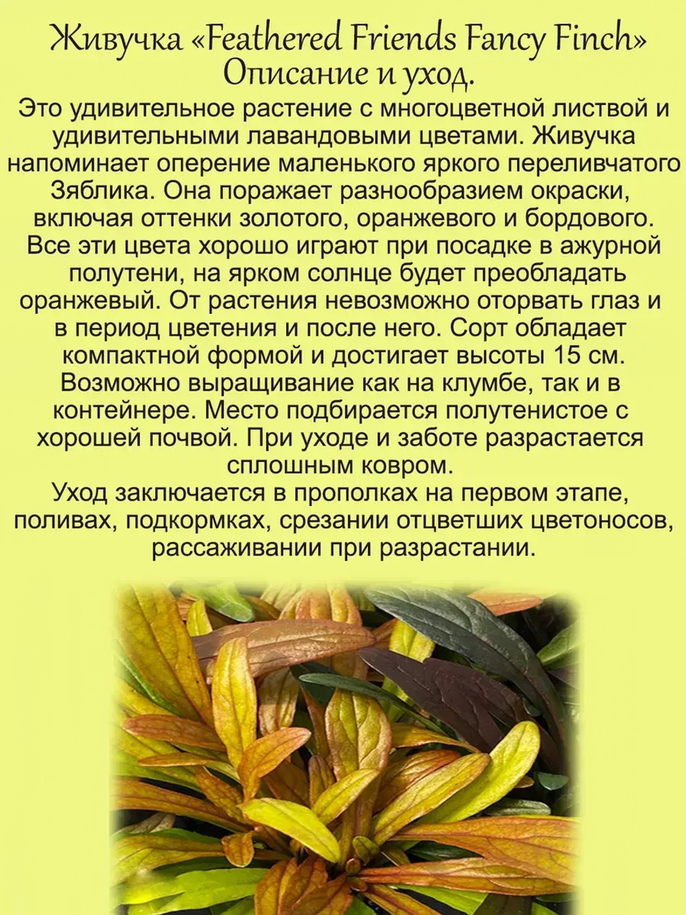 Живучка Френдс Фенси Финч Пёрышки чудесного Зяблика