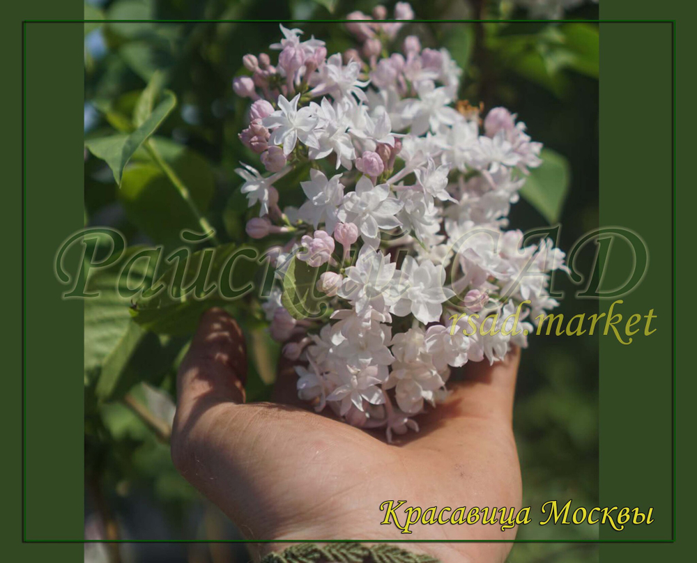 Сирень Красавица Москвы (Krasavitsa Moskvy)