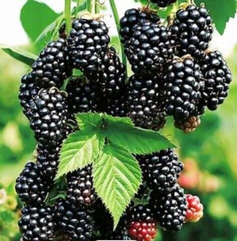 Ежевика Небеса могут подождать