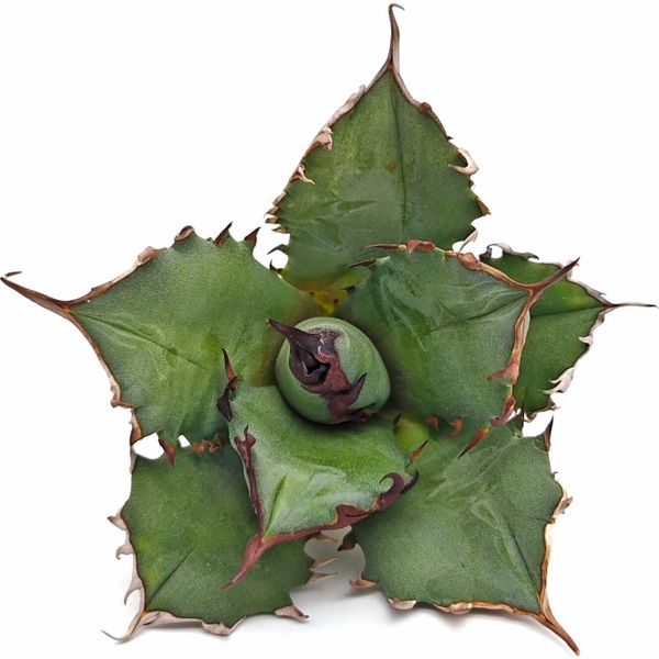 Агава Титанота Синий Кит