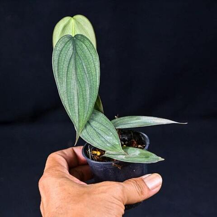 Филодендрон BURLE MARX FANTASY