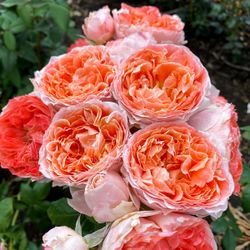 Принцесса Сакура (Princess Sakura)