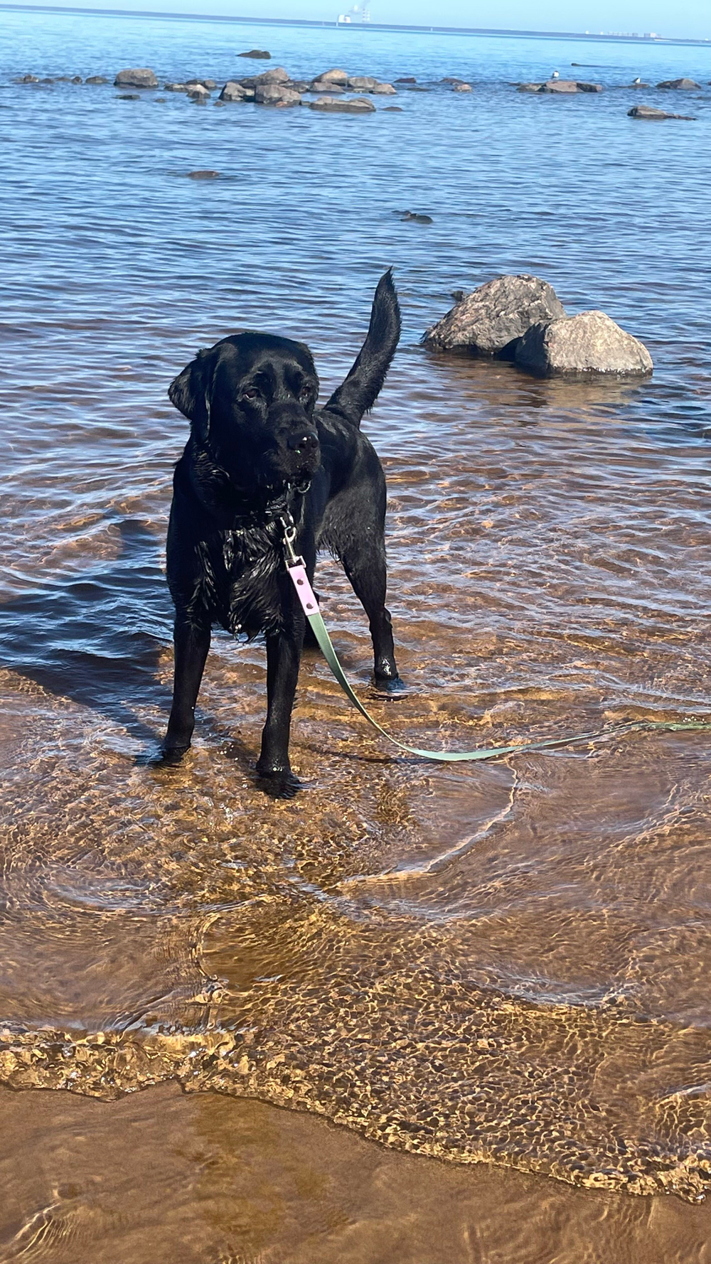 Перестёжка для собак средних и крупных пород с ручкой перехват биотан 3 м , 20 мм. Серо-зеленый с фиолетовым