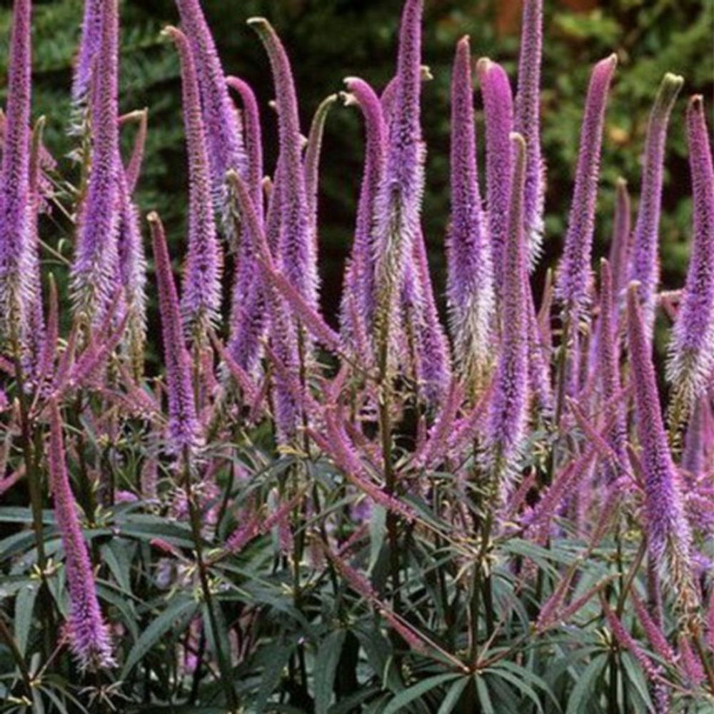 Вероникаструм виргинский Фасцинейшн С2