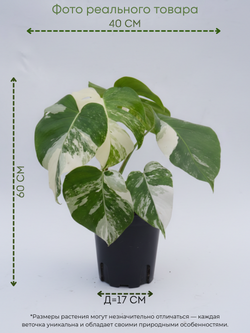 Монстера восхитительная White back turtle д.17