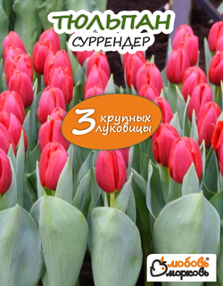 Тюльпан луковичные цветы, Суррендер 3 шт, крупные