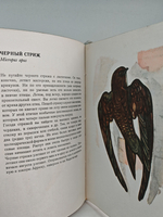 В мире птиц. Карманный атлас