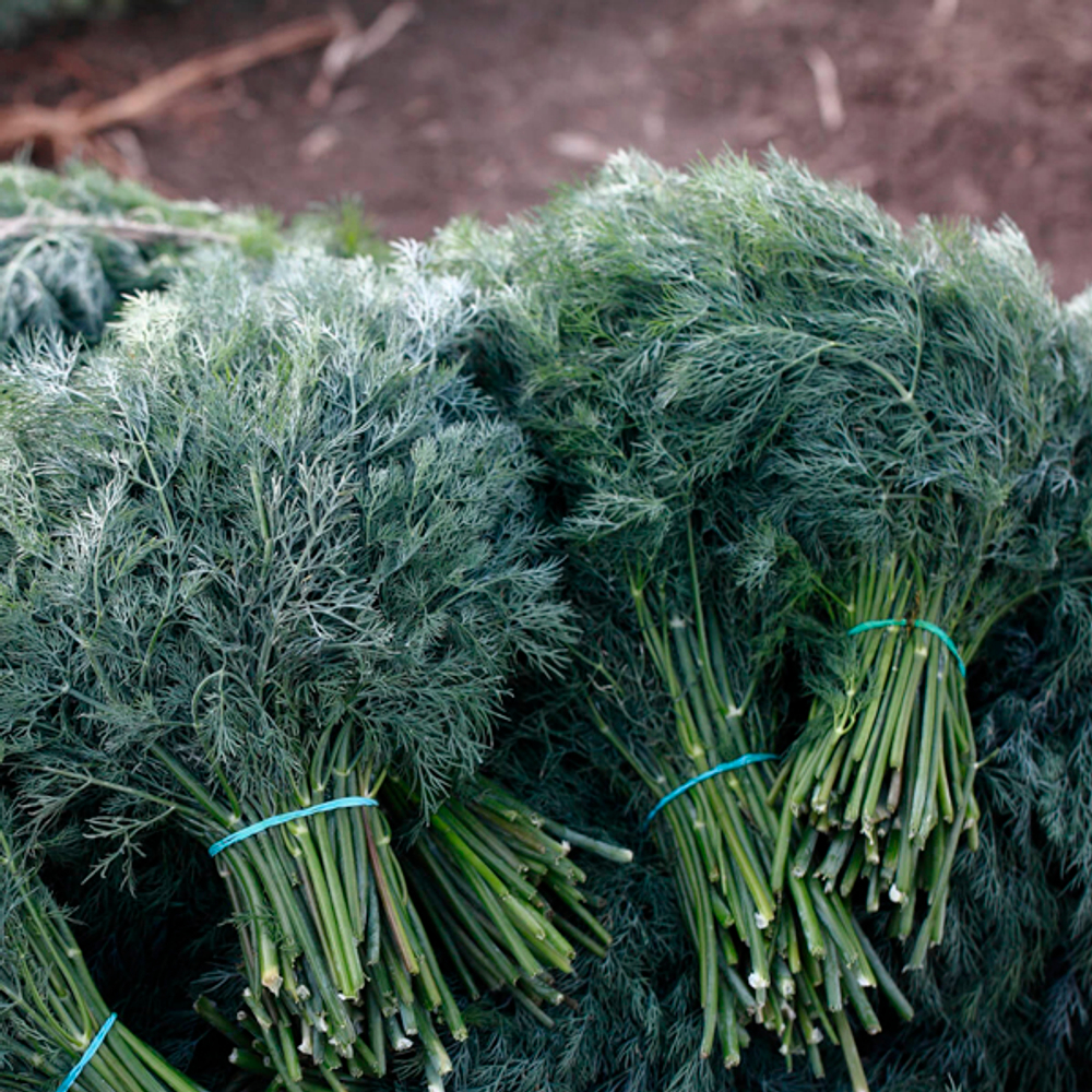 Алмаз семена укропа (Гавриш)