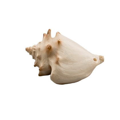 PRIME Декорация пластиковая "Ракушка Стромбус", 6.5*4.5*4 см