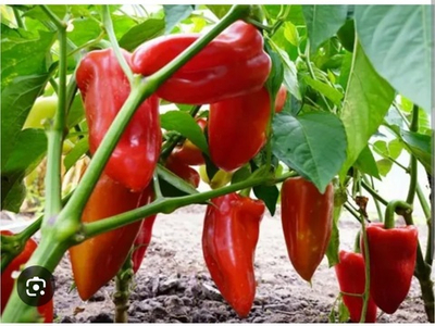 Перей сладкий Джипси F1 / Gypsy F1 - 1000шт