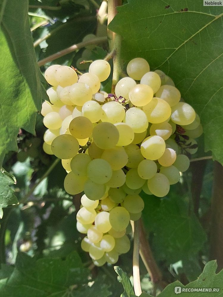 Виноград км-342 Закупка М70 июнь 2026