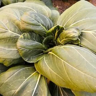 Пак чой БИО / 400 гр