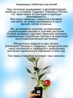 Эхинацея "Пурпур" пурпурная