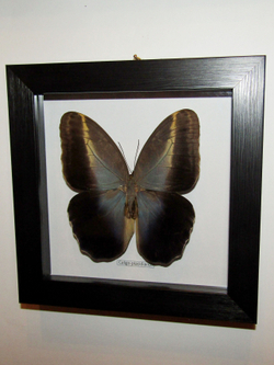 Бабочка Caligo placidianus в рамке