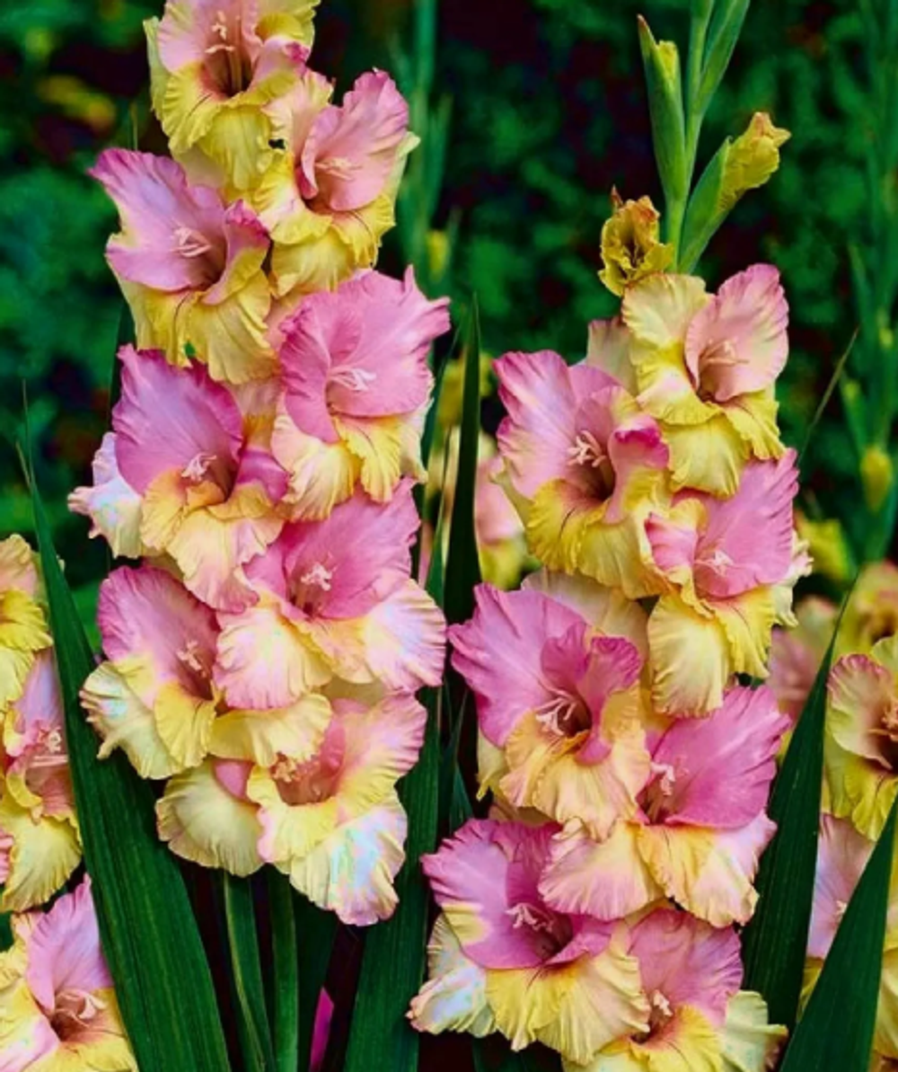 Гладиолус крупноцветковый Мон Амур луковица март 2026