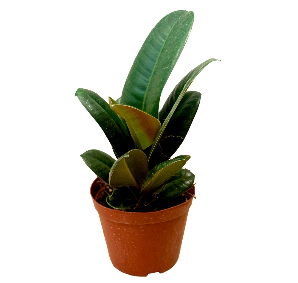 Фикус Эластика Робуста