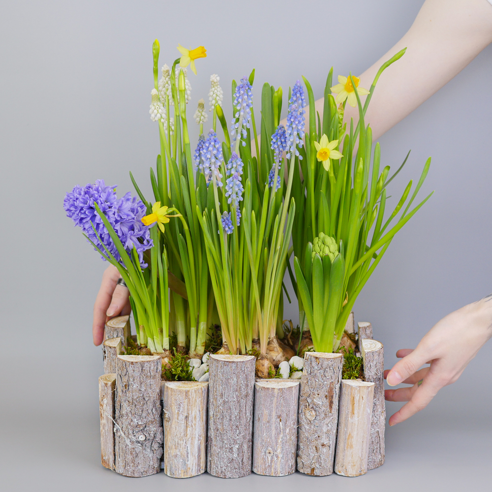 Композиция с первоцветами Брёвна L