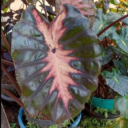 Колоказия BLACK SUN