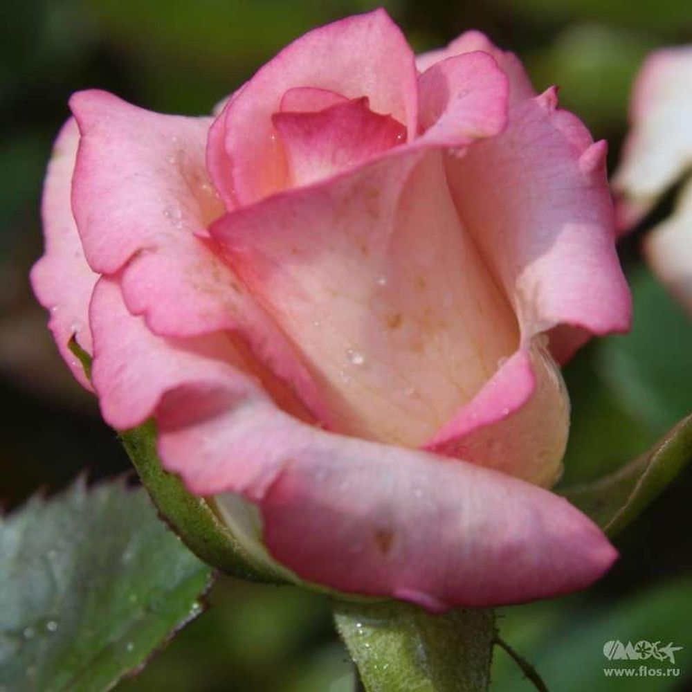 Роза чайно-гибридная Элеганс