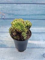Gymnocalycium Spineless Crested form (Гимнокалициум Кристатный)